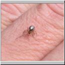 Zygiella x-notata - Sektorspinne w03.jpg